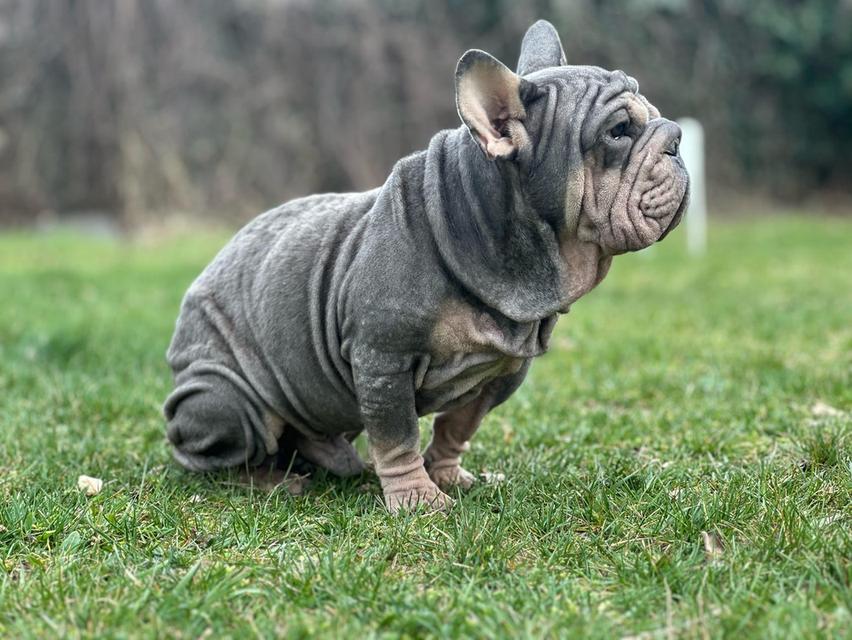 เฟรนช์บูลด็อกกำมะหยี่ Frenchbulldog vevlet big ropr