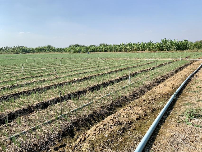 ขายที่ดินสวย10ไร่ โฉนดครุฑแดงพร้อมโอน ใกล้เทศบาลวังศาลา เข้าออกได้หลายทาง ติดถนนสาธารณะ วิวสวย บรรยากาศดี