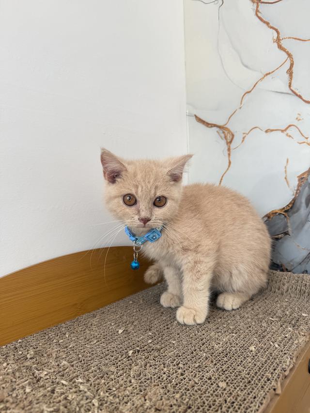 ลูกแมวพันธุ์บริติชแท้ รูปที่ 2