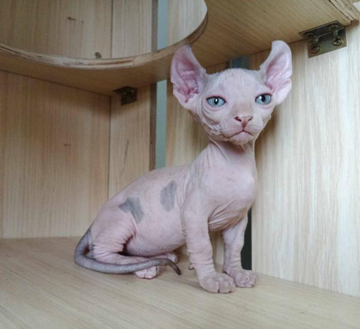 31.แมวดเวล/เพศผู้ หาบ้าน Dwelf Cat/Male looking for a new home