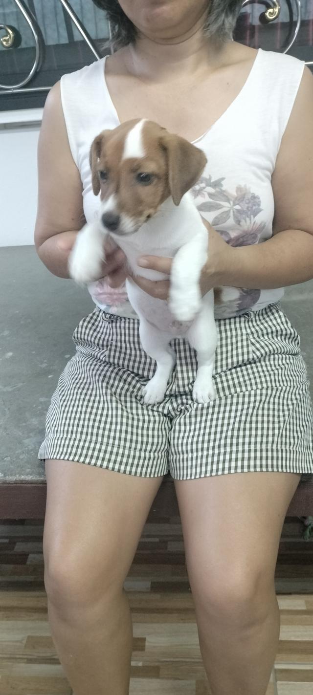 Beautiful Jack Russell Terrier puppies รูปย่อยที่ 3