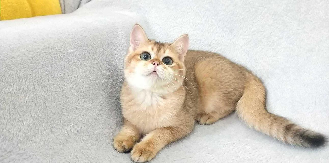 British Shorthair BOY
