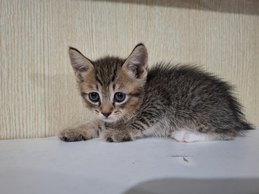 ลูกแมวครึ่งเปอร์เซีย+บริติช รูปที่ 12