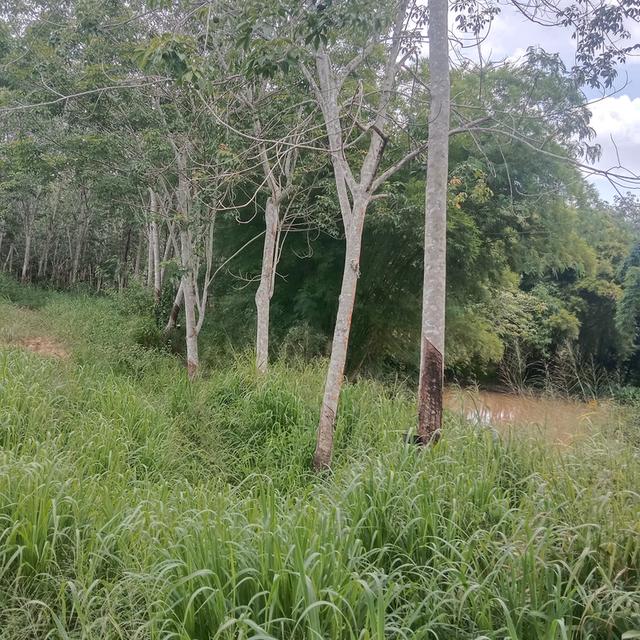 บ้านพร้อมที่ดิน 5