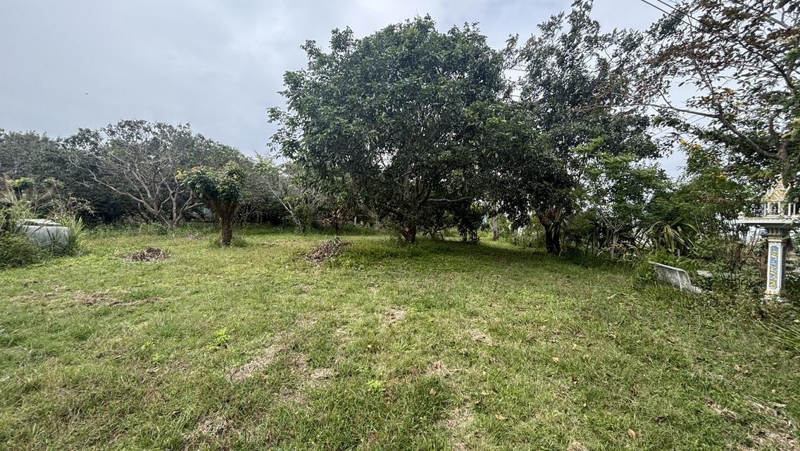 บ้านพร้อมที่ดิน 4 ไร่ 2 งาน 3.2 ล้าน อ.วังน้ำเขียว 7