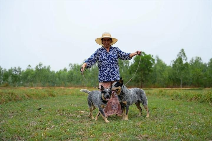 Australian Cattledog รูปที่ 7
