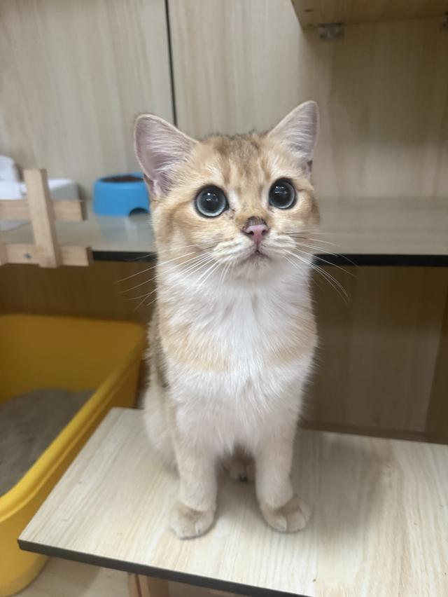 แมวบริติช 6