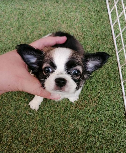 หลุดจอง ชิวาว่าเเท้ขนยาว ช. พร้อมย้าย อัพเดท 16/3/2026 รูปที่ 2