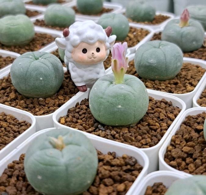 Lophophora Hybrid 1