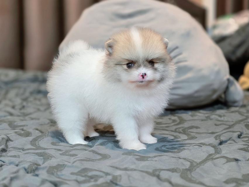 ปอมเมอเรเนียนแท้ เพศผู้ ทีคัพ รูปที่ 7