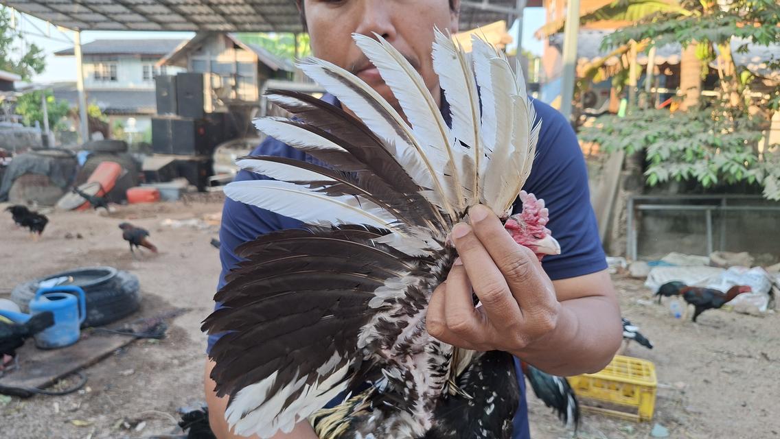 ซุ้มไก่ชน ป่าก๋อย คชินทร์ฟาร์ม รูปที่ 6