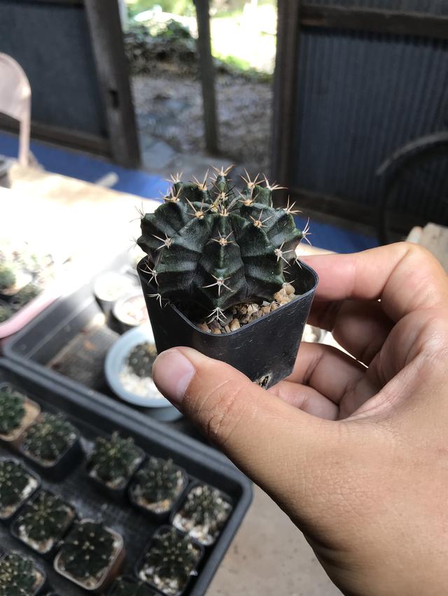 กระบองเพชร ยิมโนเขียว รูปที่ 2