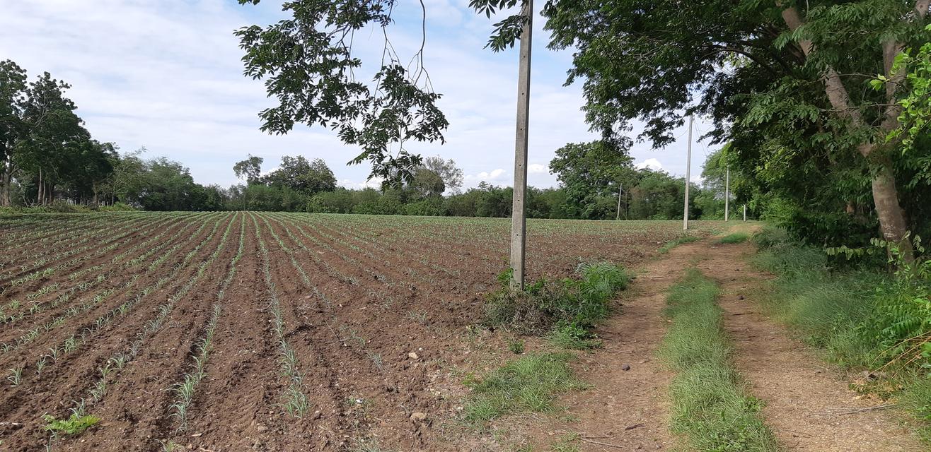 ขายที่ดินติดแม่น้ำป่าสัก 38-1-73 ไร่ แถมที่ดินเป็น น.ค.3 จำนวน 18 -2-59 ไร่ 14