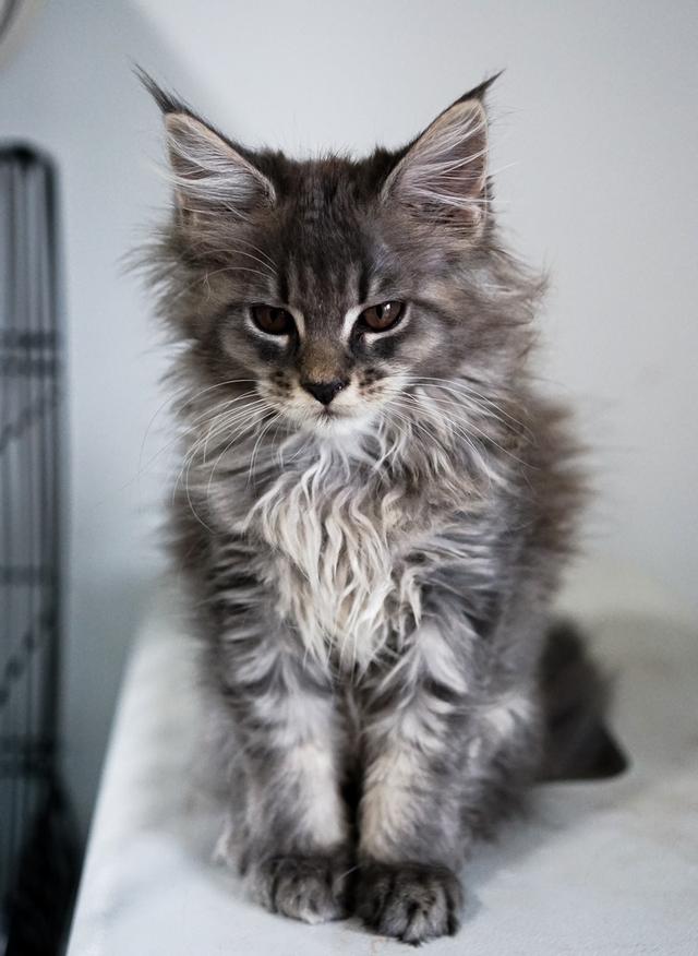 Maincoon แท้ ตัวผู้ และ ตัวเมีย 3