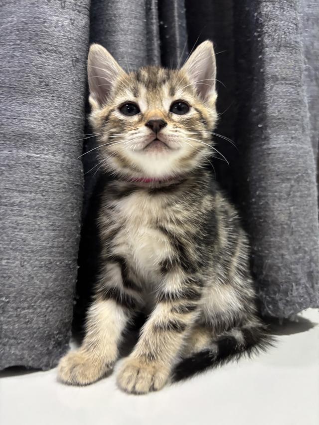 ลูกแมวพันธุ์ American Shorthair