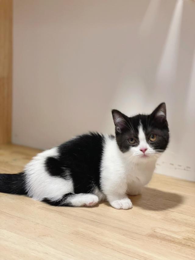 มันช์กิ้นขาสั้นพร้อมย้าย รูปที่ 3