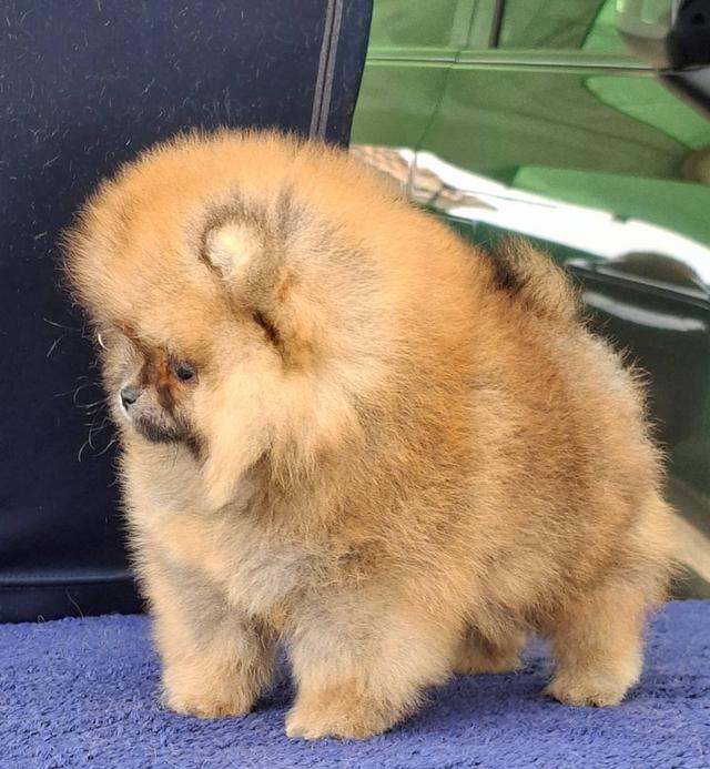 สุนัขพันธุ์ปอมเมอเรเนียน รูปย่อยที่ 4