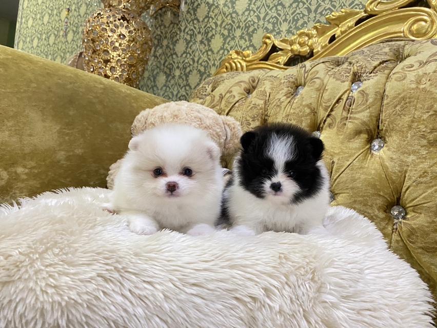 ลูกปอมเมอเรเนียนแท้ อายุ2เดือน มาดูตัวจริงได้ รูปย่อยที่ 2