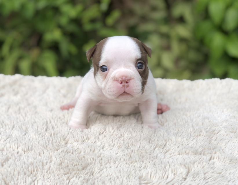 ลูกสุนัขอเมริกันบูลลี่