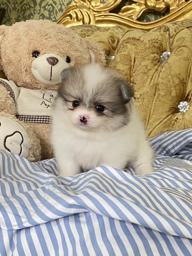 ปอมเมอเรเนียนแท้ มีหลายตัวให้เลือก ราคาเบาๆ