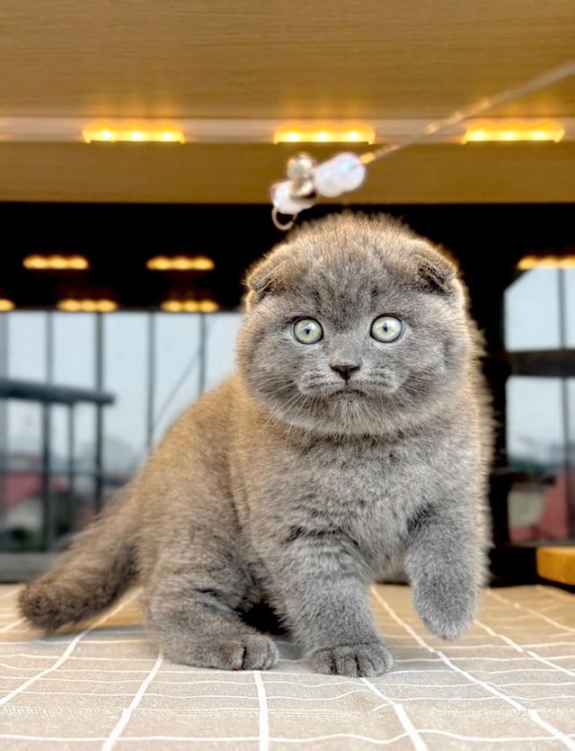 แมวมันช์กิ้น ขาสั้นรวมเลือกได้เลยค่ะ