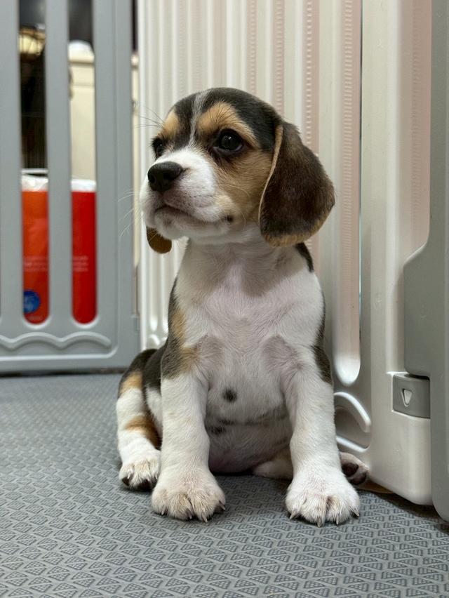 บีเกิ้ล (Beagle) 1