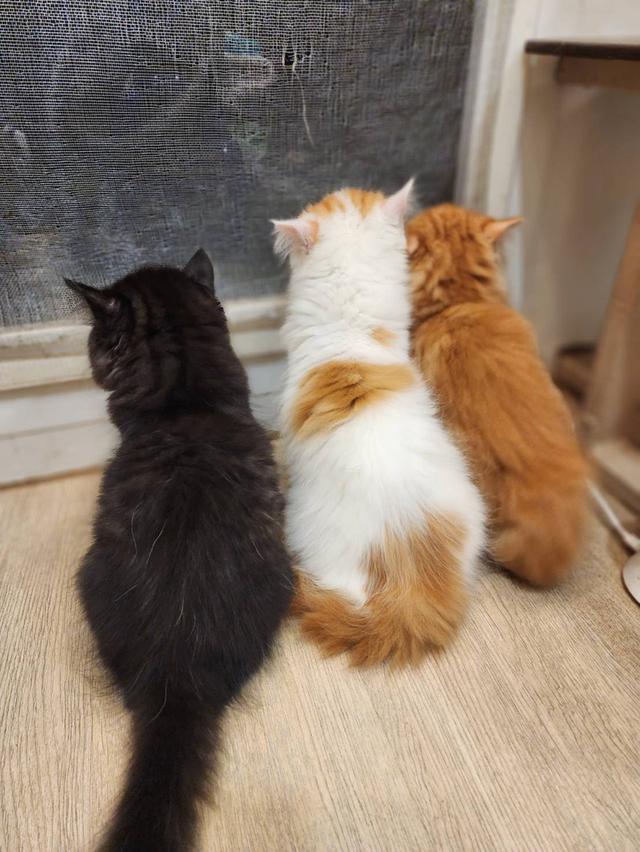 แมว สก็อตติช อายุ 2-3 เดือน ตัวละ 5000 พิกัดไทรม้า 6