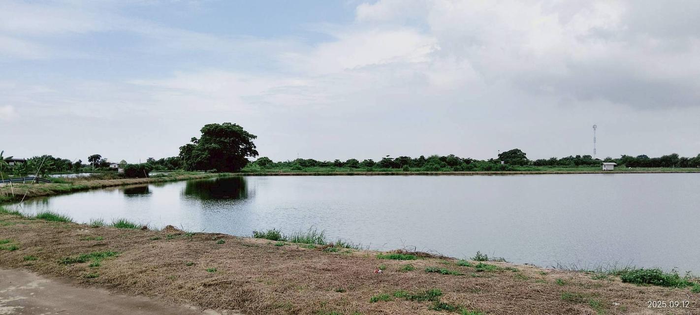 📢⛳ขายที่ดิน บางปลา (คลอง2) สมุทรปราการ ยังไม่ถม ⛳ 11