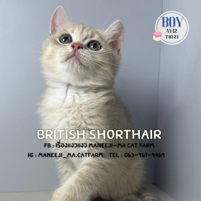 British shorthair แท้ 100% ay12 boy
