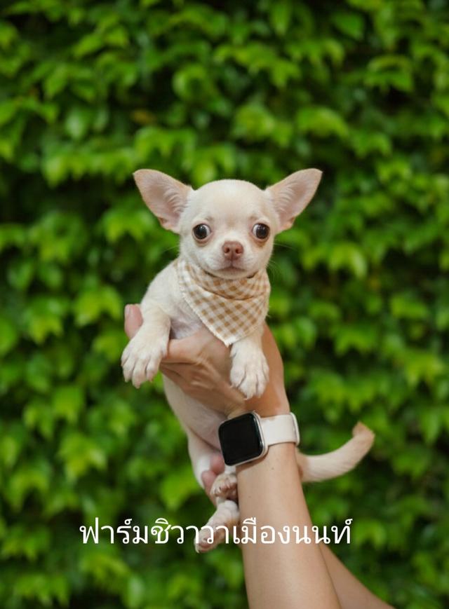 (ฟาร์มชิวาวาเมืองนนท์)ชิวาวาขนสั้นเพศเมีย18000฿