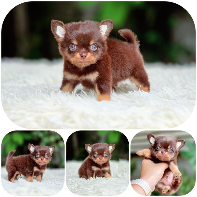 Chihuahuaขนยาวสีช็อคอย่างหล่อ