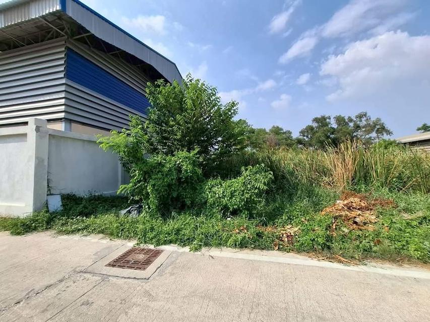 ขายที่ดินคลองสอง 1 ไร่) (ทำเลดี มีอนาคต จ.ปทุมธานี 5