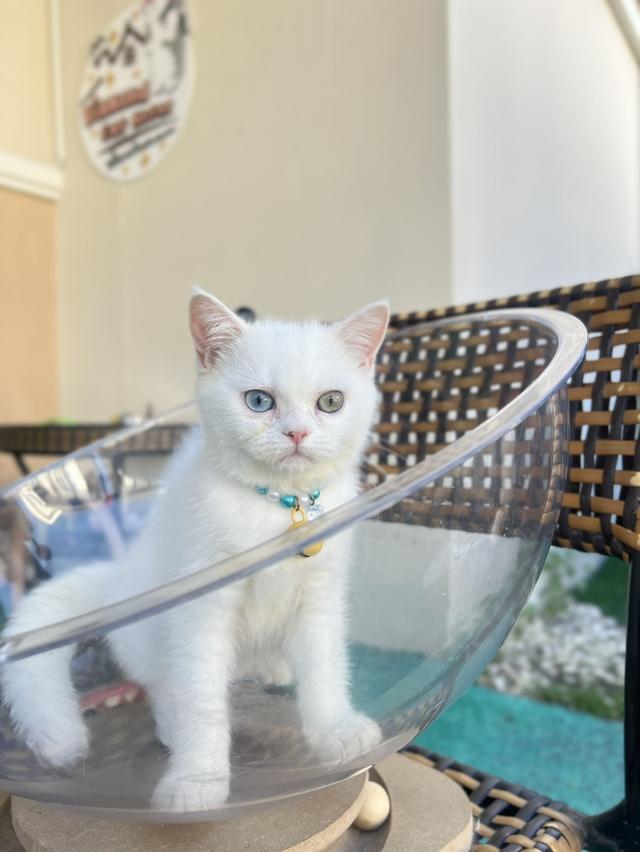 ดญ.ยูอา.            