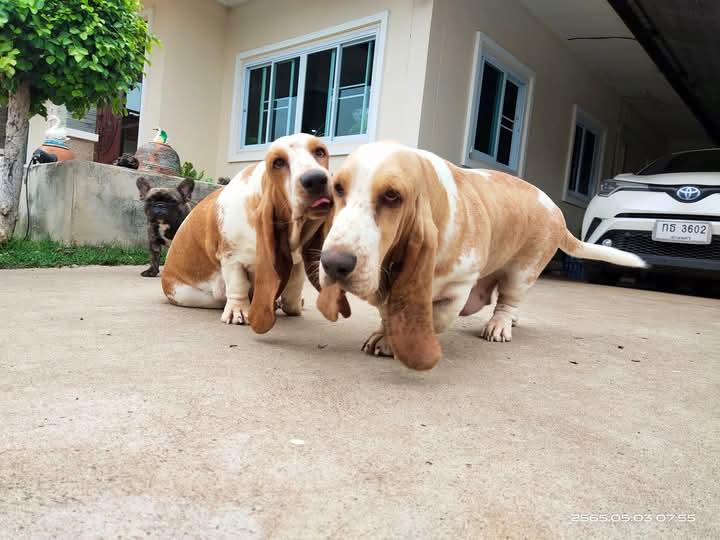 ขาย Basset Hound มีหลายตัว