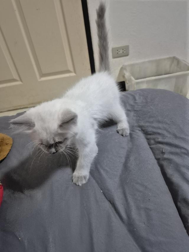 แมวหิมาลายัน-ว้เชียรมาศ รูปที่ 7