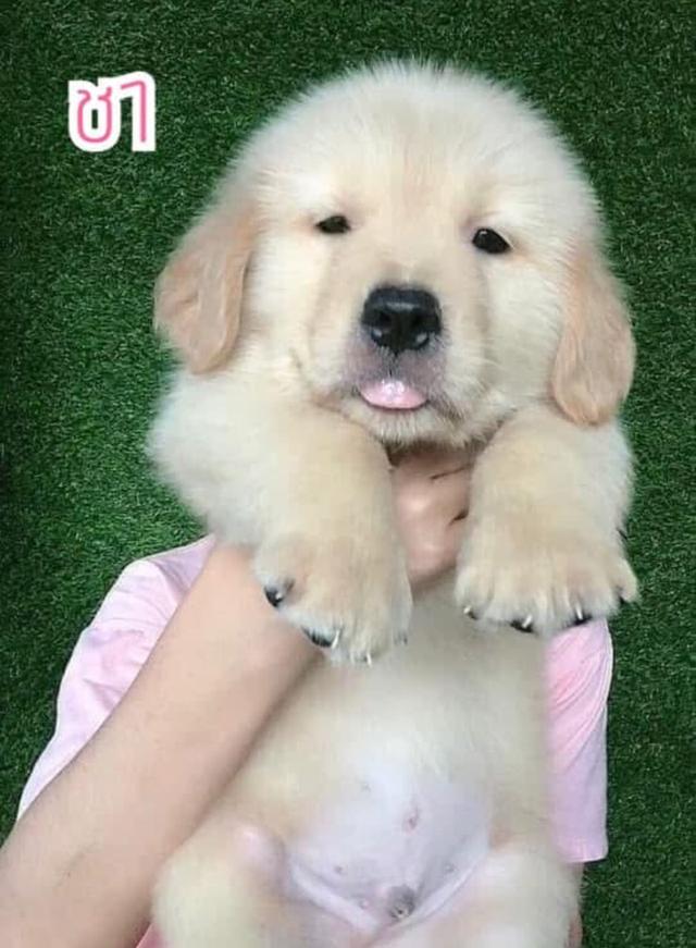 ลูก Golden Retriever แท้ 3