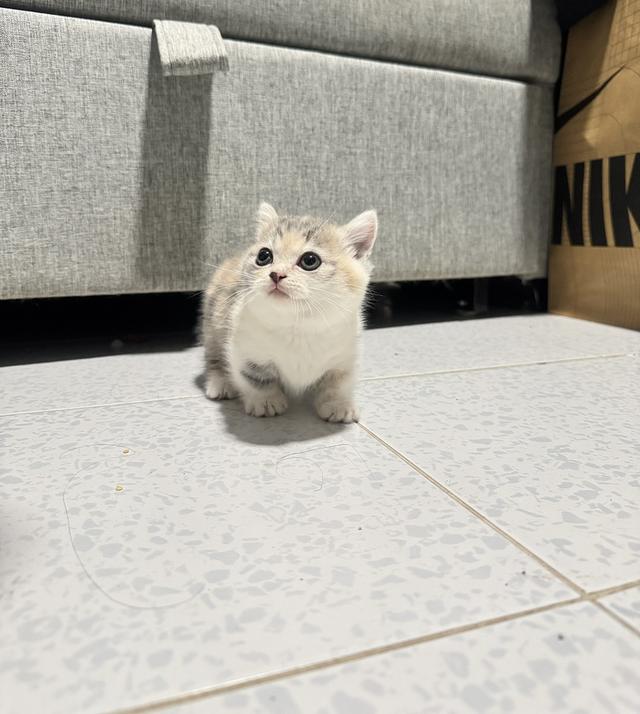 ลูกแมวพันธุ์มัชกิ้นขาสั้น 7