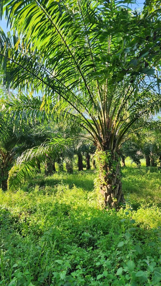 ที่ดินพร้อมสวนปาล์ม14ไร่ 4