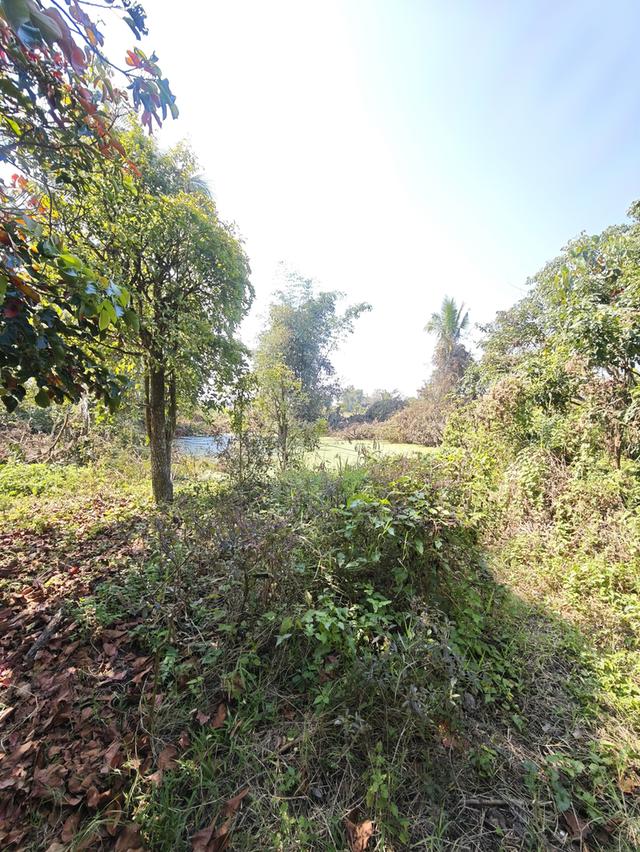 ที่ดิน  อ. บ้านธิ จ. ลำพูน 1