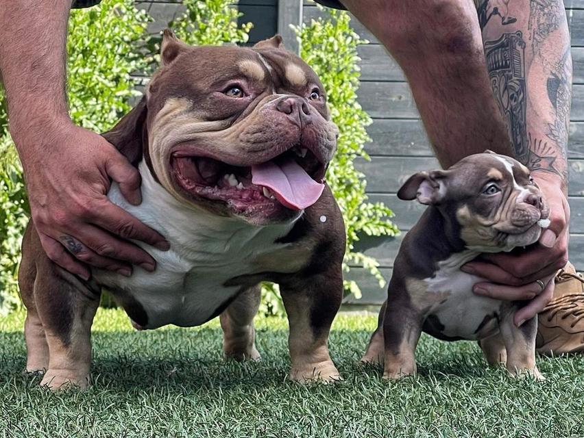 American Bully puppies WhatsApp me : +66 63 826 3042 รูปย่อยที่ 2