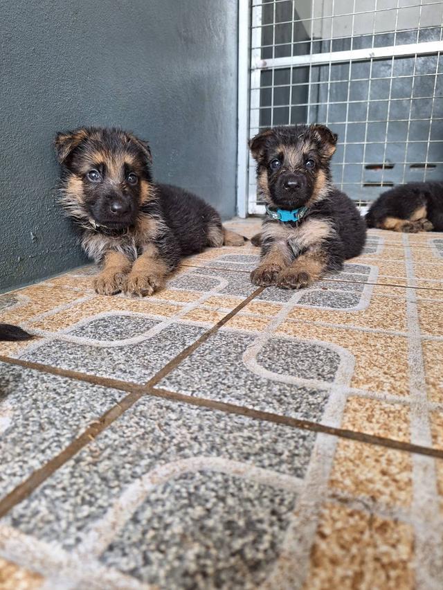 Adorable German Shepherd Puppies - Ready now ! 9