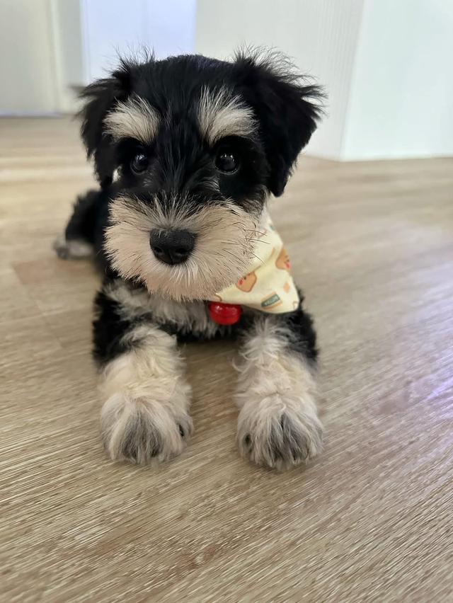 ลูกสุนัข Schnauzer น่ารักๆ 3