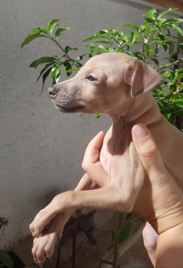 ขายสุนัข Italian Greyhound เพศผู้ 2