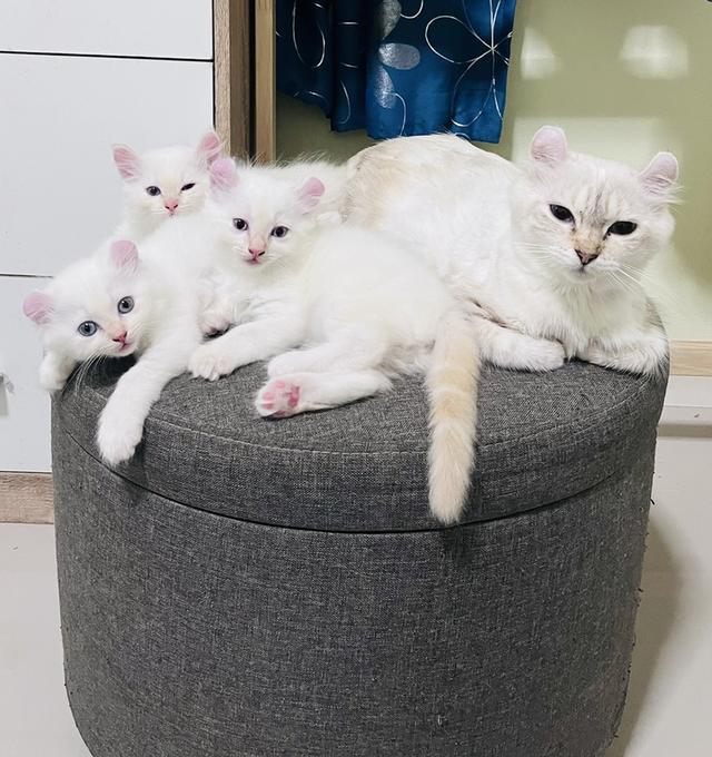 หาบ้าน American Curl