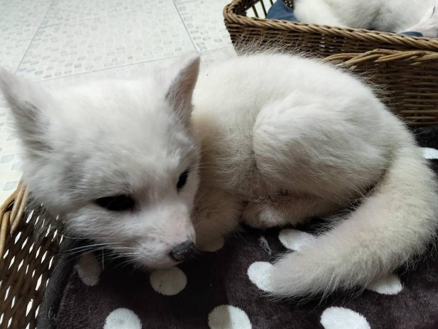 Arctic Fox จิ้งจอกขาว รูปที่ 5