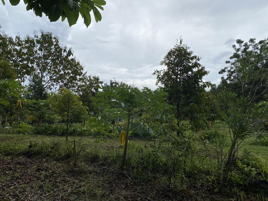 ขายที่ดินพร้อมบ้าน เนื้อที่ 365 ตารางวา อ.เกาะจันทร์ จ.ชลบุรี 5