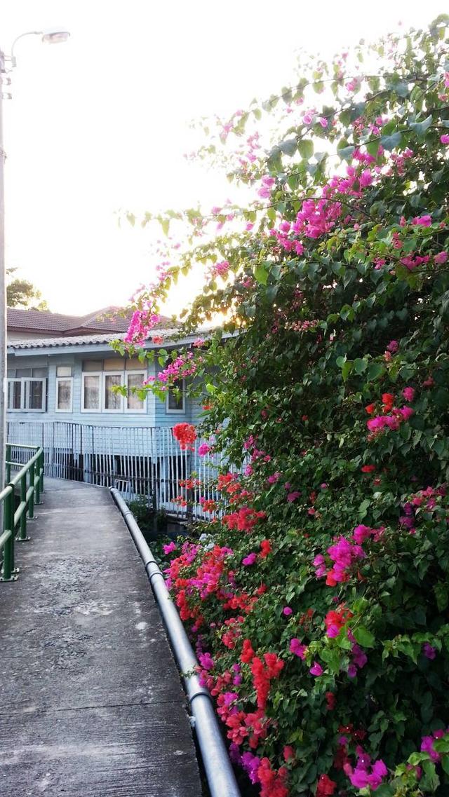 ขายคอนโด ซอยอ่อนนุช 21/1 ถนนสุขุมวิท 77 โครงการบ้านชมดาว (Baan Chom Dao) ห่างจาก BTS อ่อนนุช เพียง 1.62 กิโลเมตร  คอนโดกว้างเปิดโล่ง ลมเย็นทั้งวันเลย 14