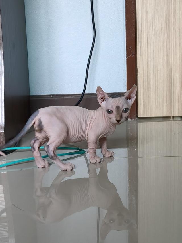 เด็กชายสฟิงซ์ขาสั้นร่าเริง