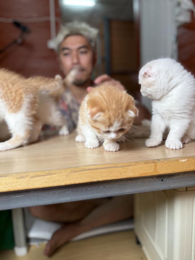 ลูกแมวสก๊อตติชโฟลด์ พร้อมย้ายบ้านวันที่ 30/03/2569 รูปที่ 18