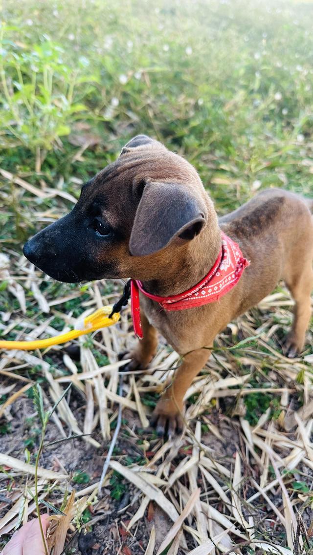 Ridgeback / สุนัข ไทย หลังอาน รูปที่ 5